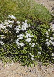 Veronica hectorii subsp. coarctata. Habit. Mt Robert, Nelson.
 Image: P.J. Garnock-Jones © P.J. Garnock-Jones CC-BY-NC 3.0 NZ